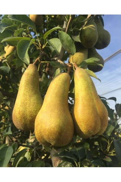 Плоди груші Аббат Фетель на дереві у фазі дозрівання